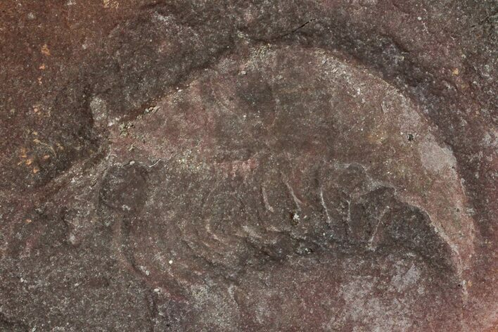 Fossil Shrimp (Peachocaris) Nodule Pos/Neg - Illinois #262547